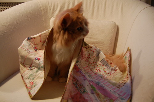Curious cat Smilla under quilt made by iHanna - Copyright Hanna Andersson