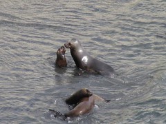 Leones marinos en Punta Loma