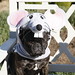 Martha Stewarts Dog Francesca in a Mouse Costume
