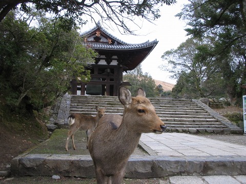 東大寺「猫段の鹿」