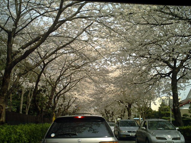 この写真は八柱霊園沿いの桜並木です。上の...