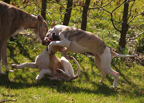 Whippets: Oscar, Quentin & Peppino