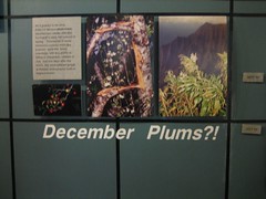 December Plums?!