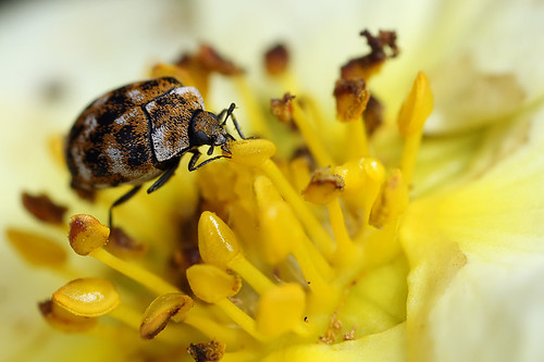 common carpet beetle. Varied carpet beetle #1 (Lord