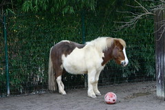 Charley, the Shetland Pony, bowling :-)