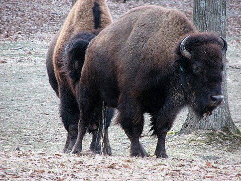 american bison behaviour