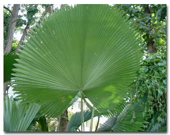 leaf fan