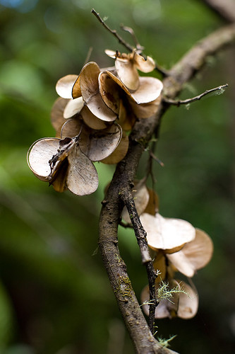 dry seed pods