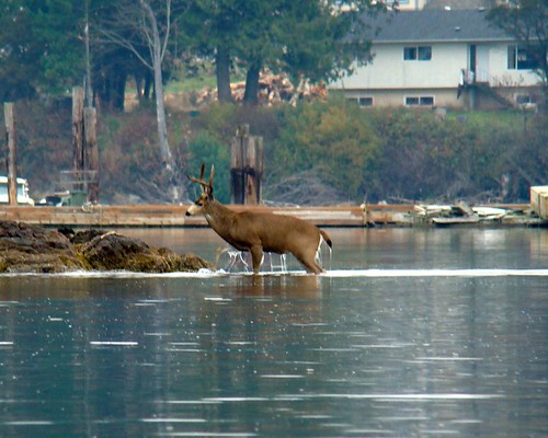 Deer Coming Out of the Water 1