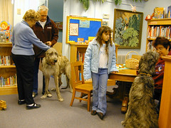 Irish Wolfhounds @ library