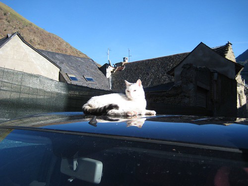 Cat on a hot aluminum roof