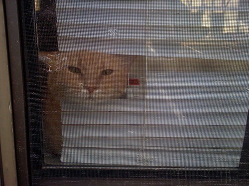 kitty window