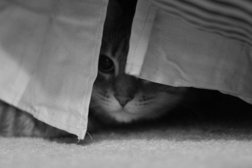 Hiding Under Bed. hiding under the ed