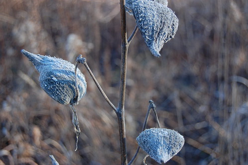 milkweed pods