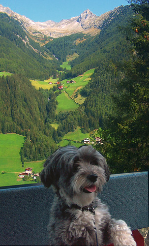 viaggiare col cane in Alto Adige