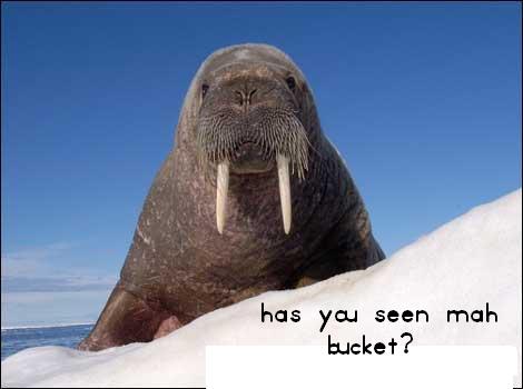 walrus_bucket