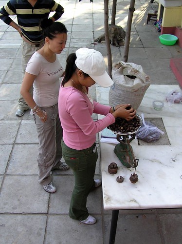 Weighing Chestnuts
