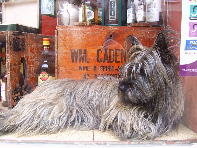 Scotty dog in whisky shop