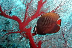 Sea Fan and Butterflyfish, Thailand
