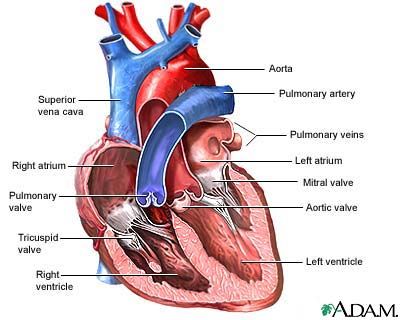 Diagram of Heart Anatomy