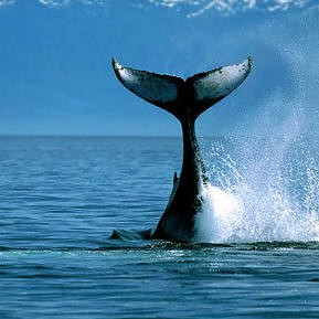 Greenpeace en Radio 538 samen in actie tegen walvisjacht