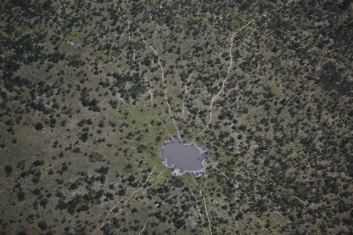 aerial view of trails leading to watering hole