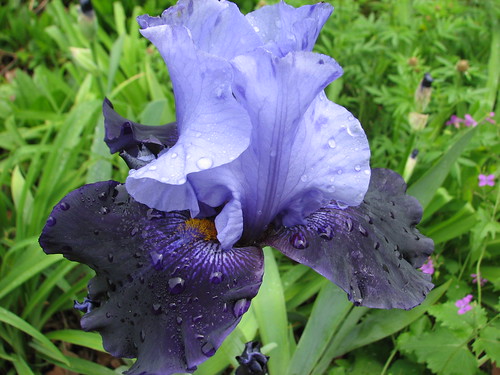 Iris 'Sierra Grande'