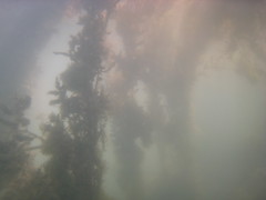 sargassum (1)
