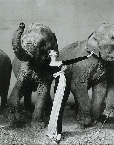 Dovina con elefantes