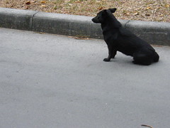 080218-1 a black dog