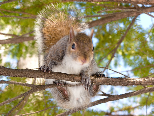 Friendly Squirrel: I'm falling