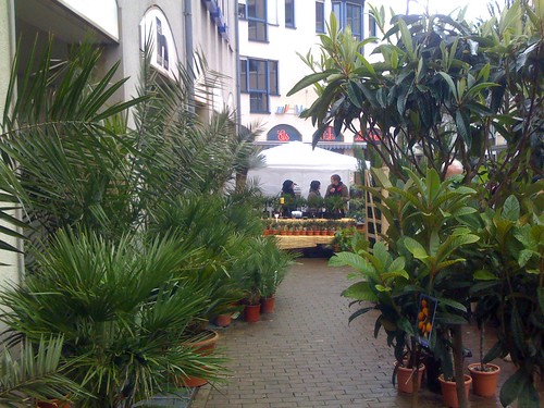 Palmenoase auf dem Bielefelder Altstadtfest