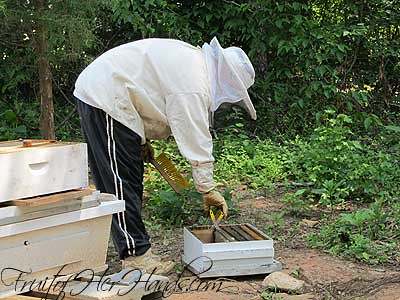 Putting honey frame in box
