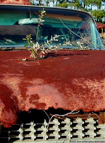 Nature Wins Rusty Vintage Cadillac 1960 Weed in FL Boneyard This print 