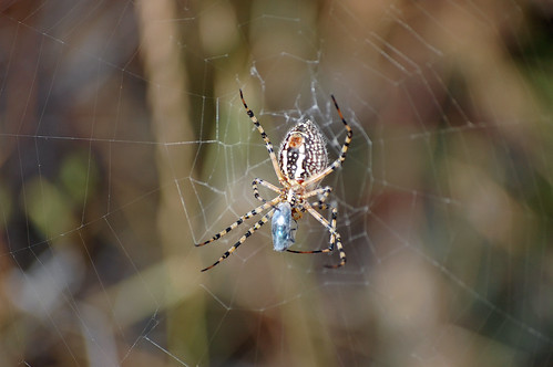 Brown Canyon spider