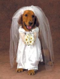 man_marries_female_dog