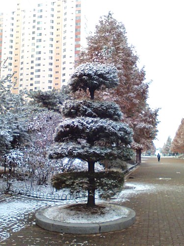 2007-11-21 나무