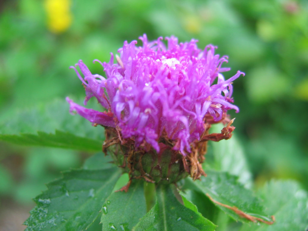 The Purple Flower