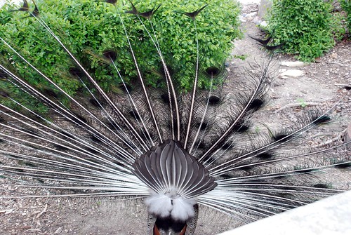Peacock, from behind