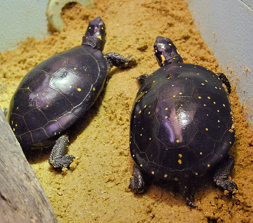 Saint Louis Zoological Garden, in Saint Louis, Missouri, USA - turtles 2