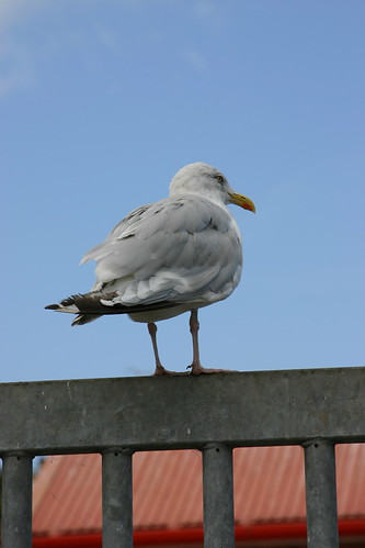 Gull at Whitby