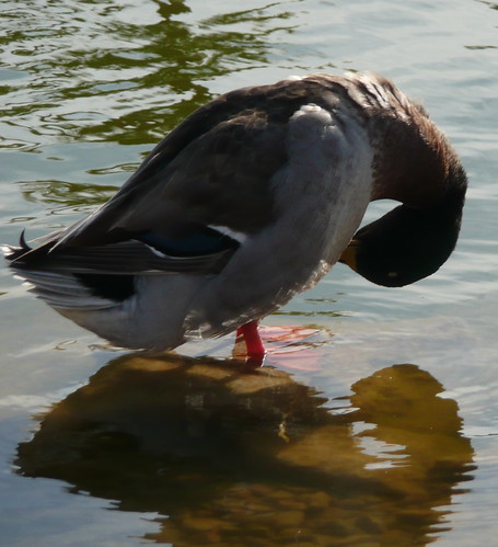 Preening duck