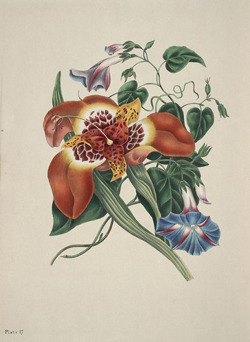 The beauties of flora - Eliza Eve Gleadall  (1834) a