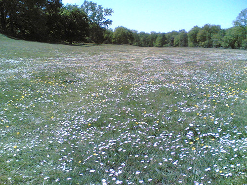 Prairie de fleurs sauvages