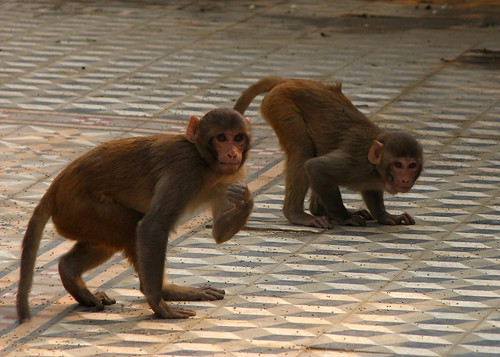 Rhesus Macaque at Vrindavan