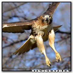 Red-Tailed Hawk!!!