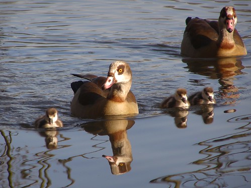 Egyptian Geese with Goslings