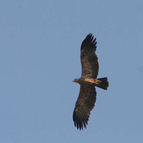 booted eagle Thippe Gondana Halli Dam 020308