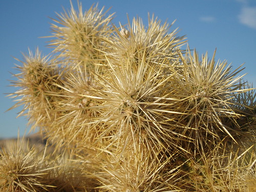 Red Rock Canyon Cactus Thing