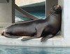 Sleeping Sea Lion  - Tulsa Zoo